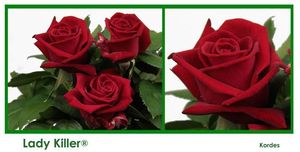 ROSE LADY KILLER 40